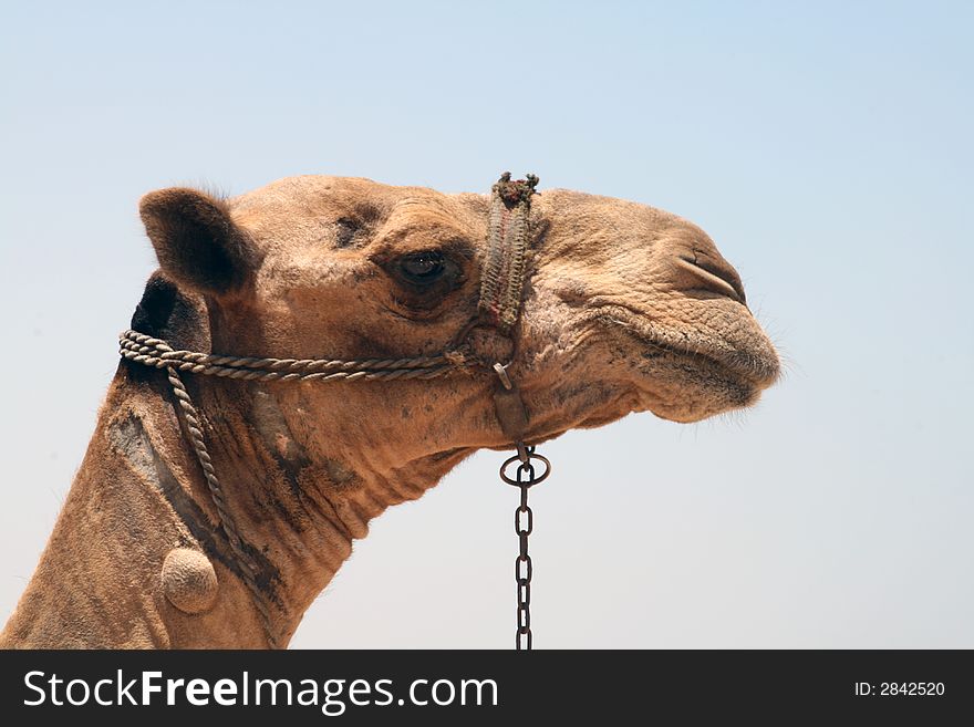 Very good side view portrait for a camel from Arabia... Showing the full face of the camel, shot in Egypt at the Pyramids. Very good side view portrait for a camel from Arabia... Showing the full face of the camel, shot in Egypt at the Pyramids.