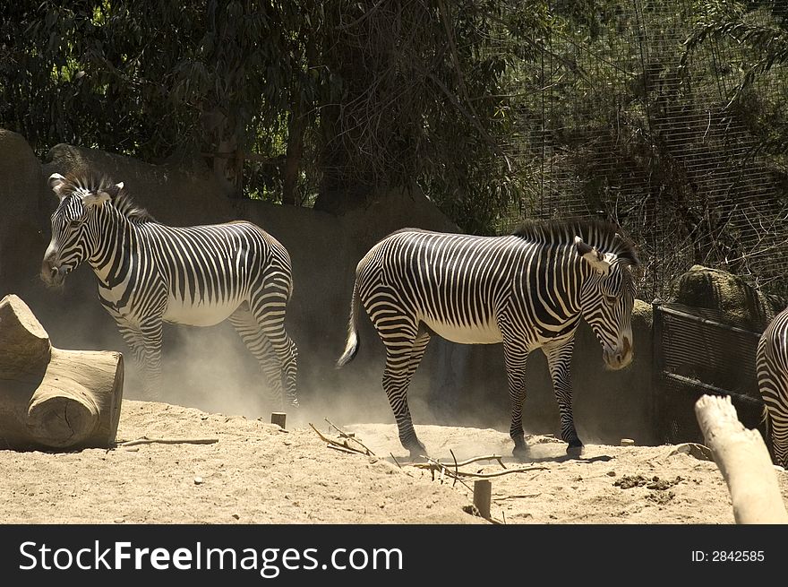 Zebra in their natural environment in zoo
