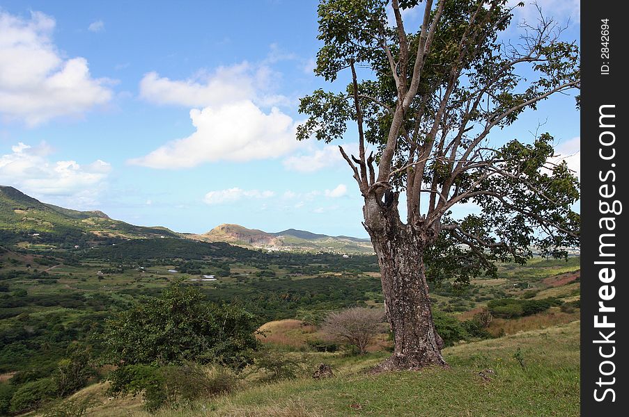 Lush Antigua valley with a weather-beaten tree in the foreground.