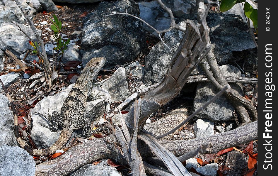 A well-camouflaged lizard blends in with the rocks and sticks in the woods.