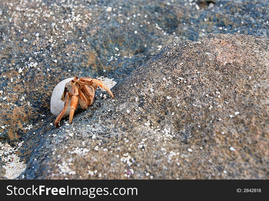 Orange hermit crab crawling on a rock.