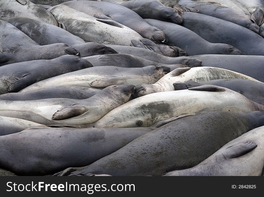 Group Of Elephant Seals