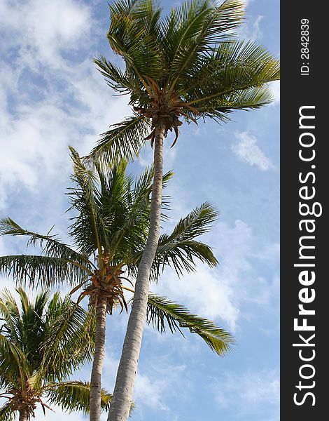 Palm tree tops waving in the Caribbean breeze against a blue sky. Palm tree tops waving in the Caribbean breeze against a blue sky.