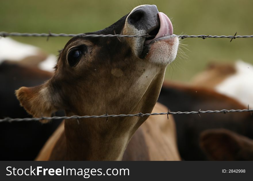 Cow licking barbed wire fence
