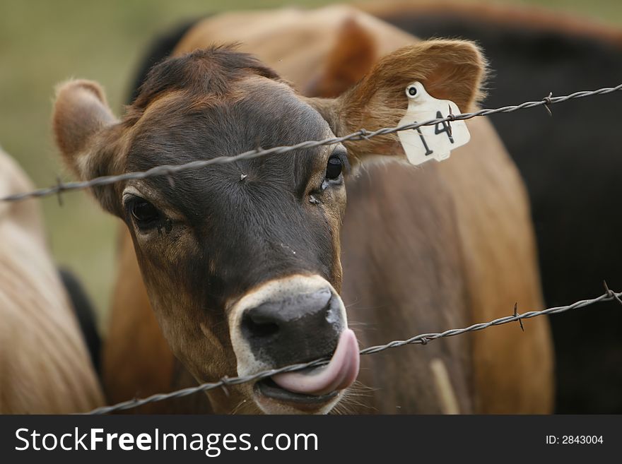 Cow licking barbed wire fence