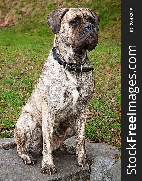 The boxer (female) thoughtfully sits on a stone monument on a background of a grass. She looks as a monument. The boxer (female) thoughtfully sits on a stone monument on a background of a grass. She looks as a monument.