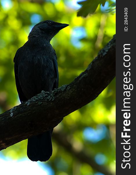 A black bird sitting on a branch