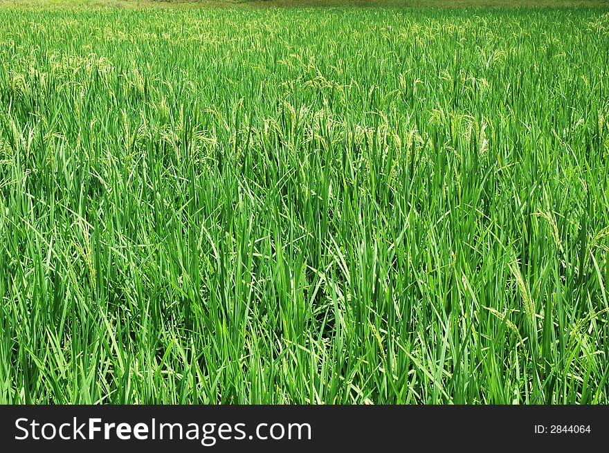 Fresh green paddy farm in tropical rural area