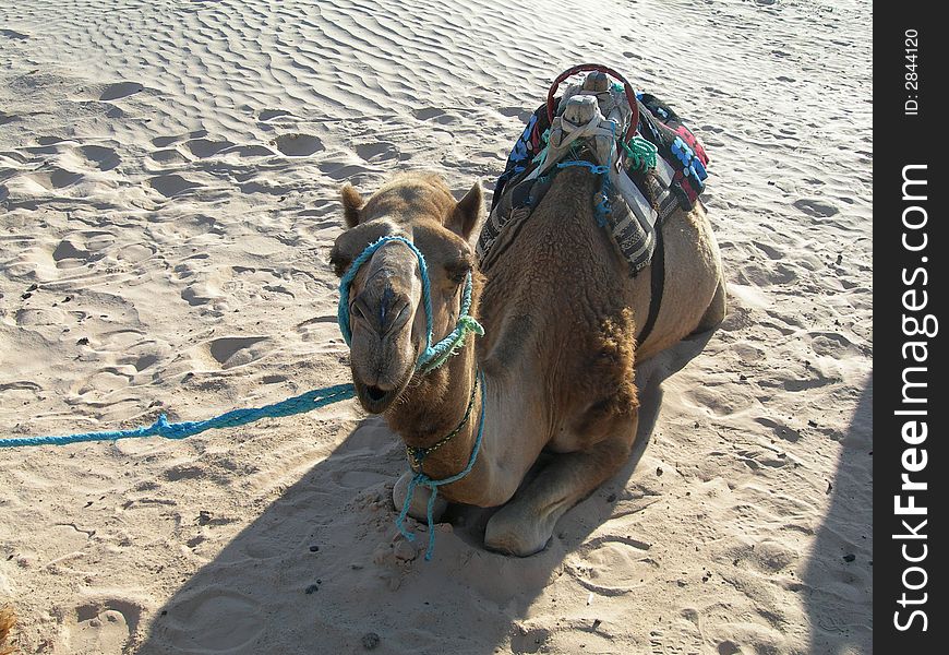 Camel in the desert tunisia africa