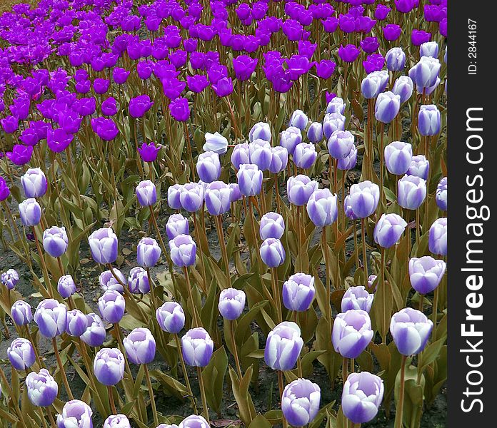 Abstract violet tulips in park