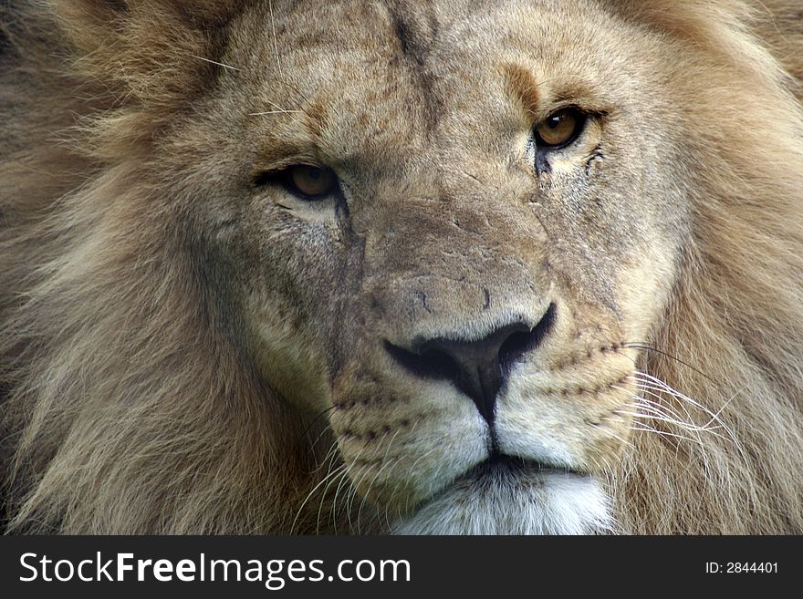 Close up front face shot of a lion