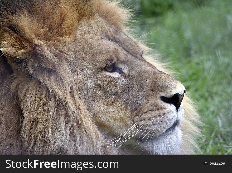 Side profile up close shot of a lion. Side profile up close shot of a lion