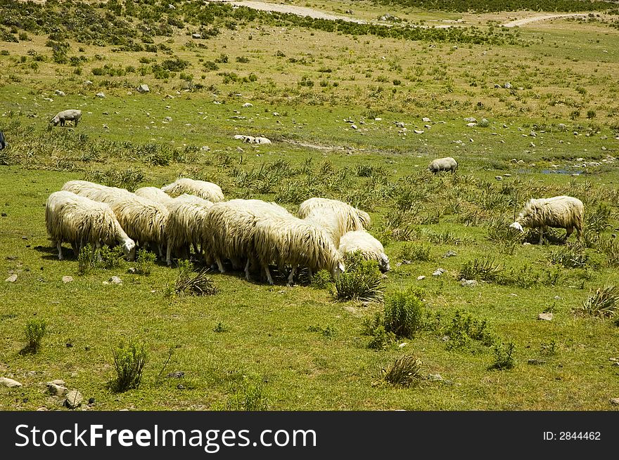 Herd of white sheep in a rural landscape. Herd of white sheep in a rural landscape