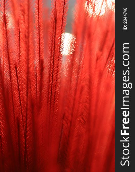 A decorative background of feather like red fronds