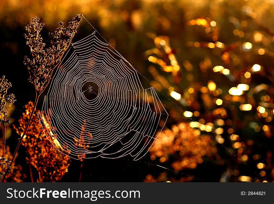 Morning web in the autumn