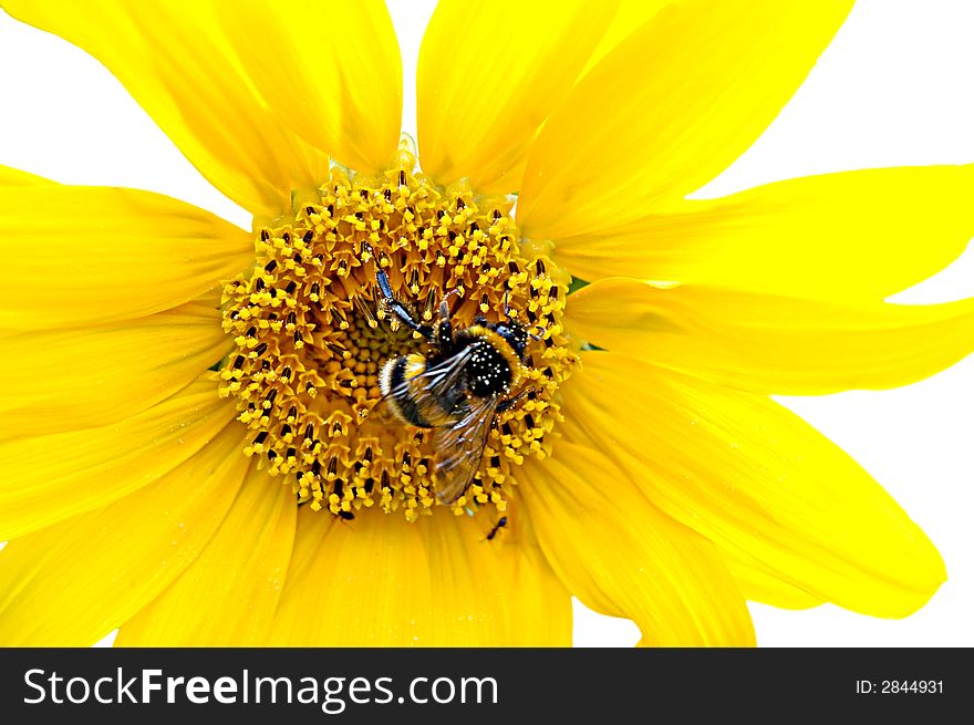 Isolated fresh sunflower with hard working bumblebe. Isolated fresh sunflower with hard working bumblebe