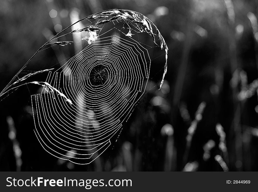 Morning web hanging between two blades. Morning web hanging between two blades