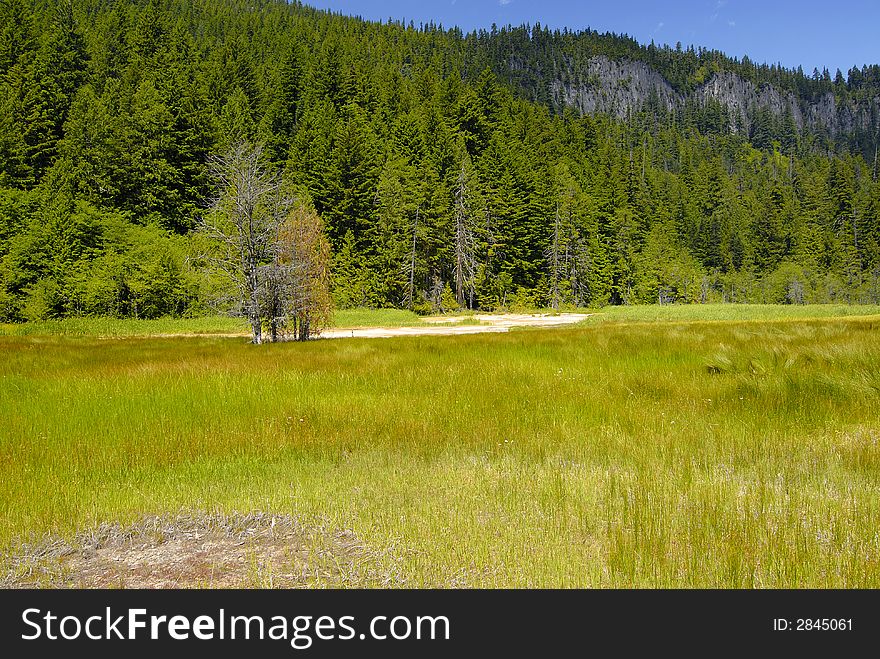 Field of green grass at the border of green forest. Field of green grass at the border of green forest
