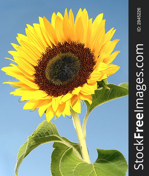 Sunflower portrait against clear blue sky