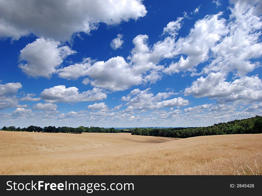 Yellow corn field on the blue cloudy sky