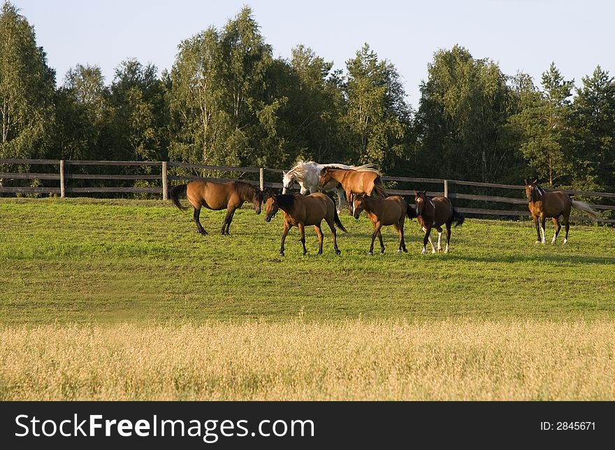 Herd of horses on meadow