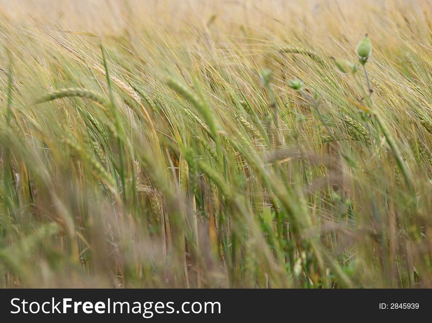 Cereal crop is growing, wind blowing