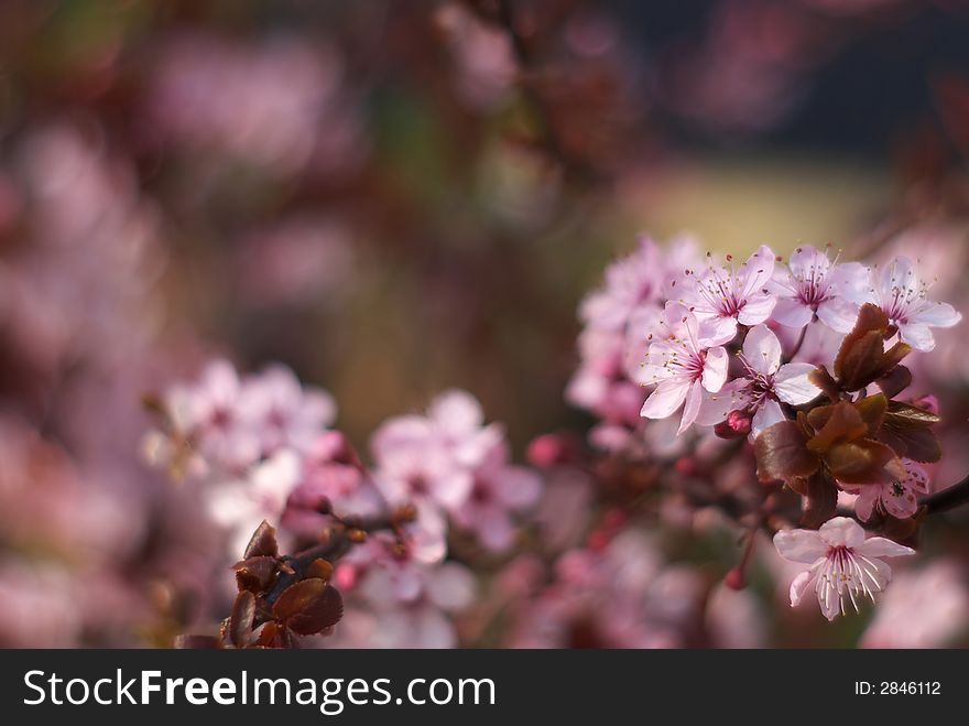 Blossoms in the foreground. Background out of focus. Blossoms in the foreground. Background out of focus