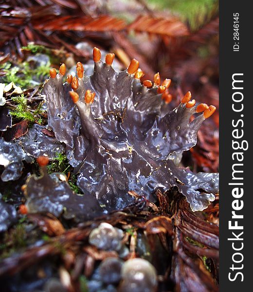 Orange and grey halloween lichen nestled amongst pine needles