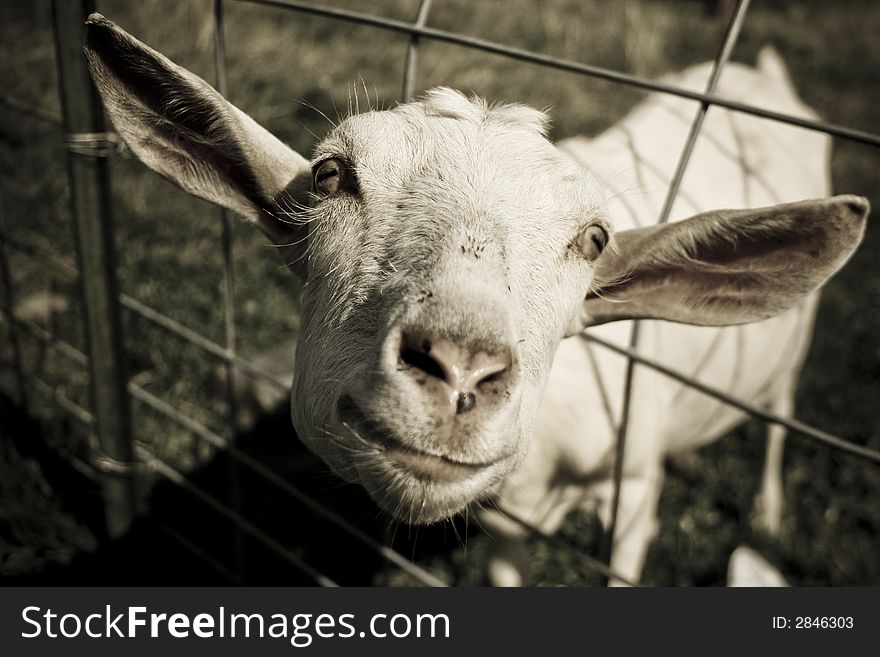 a goat peeks it's head through a fence. a goat peeks it's head through a fence