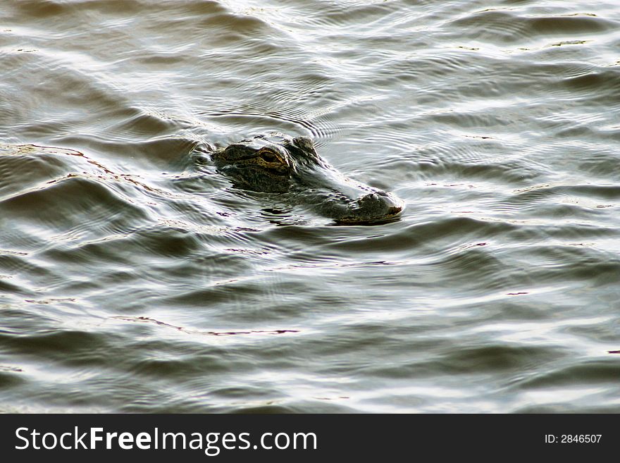 American Alligator in Myakka Park Florida. American Alligator in Myakka Park Florida