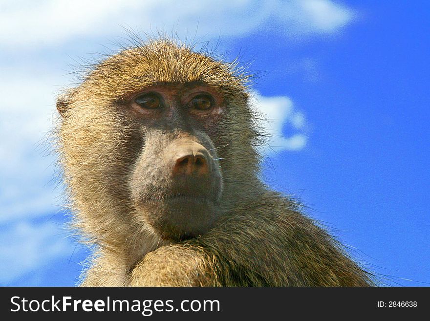 Baboon staring out with a beautiful sky background. Baboon staring out with a beautiful sky background
