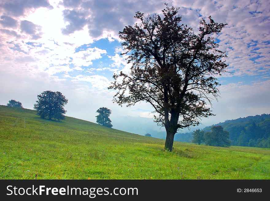 Lonely tree on the field