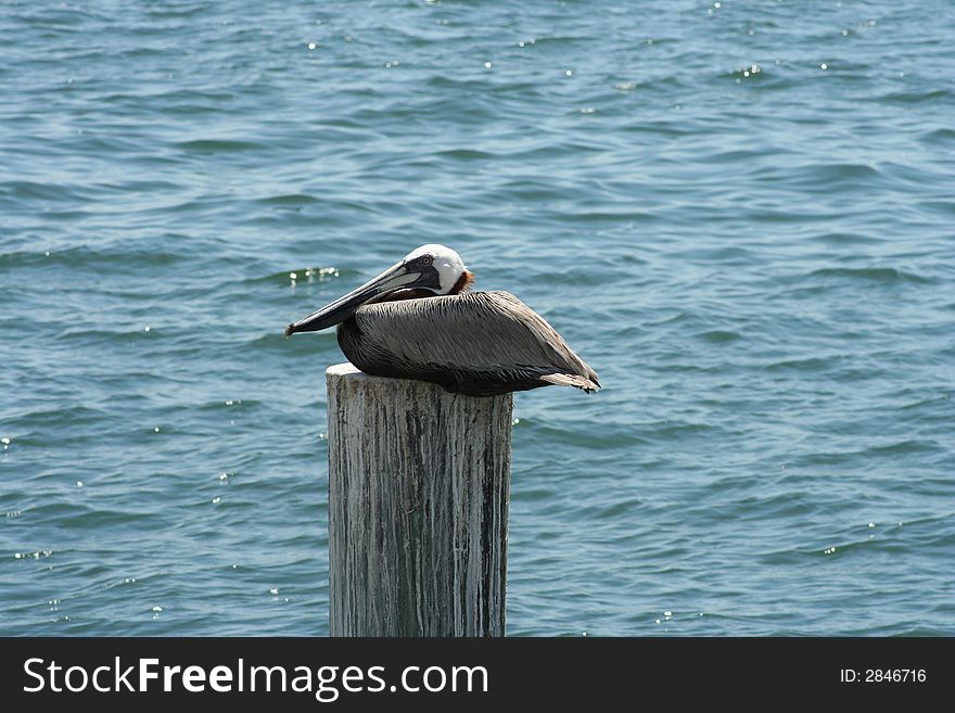 Young brown pelican resting quietly on an old pier support. Young brown pelican resting quietly on an old pier support