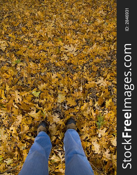 Legs and hiking books standing in fall leaves. Legs and hiking books standing in fall leaves