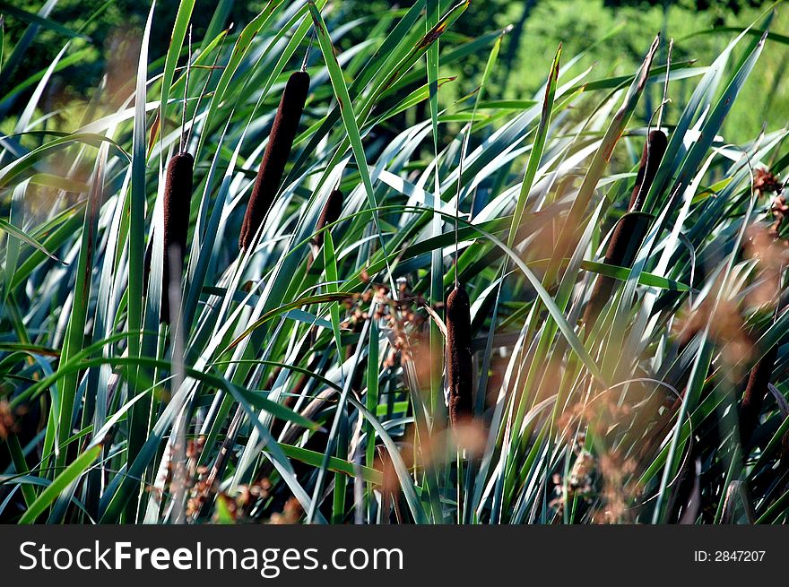 Sunny green reeds swayed by the wind