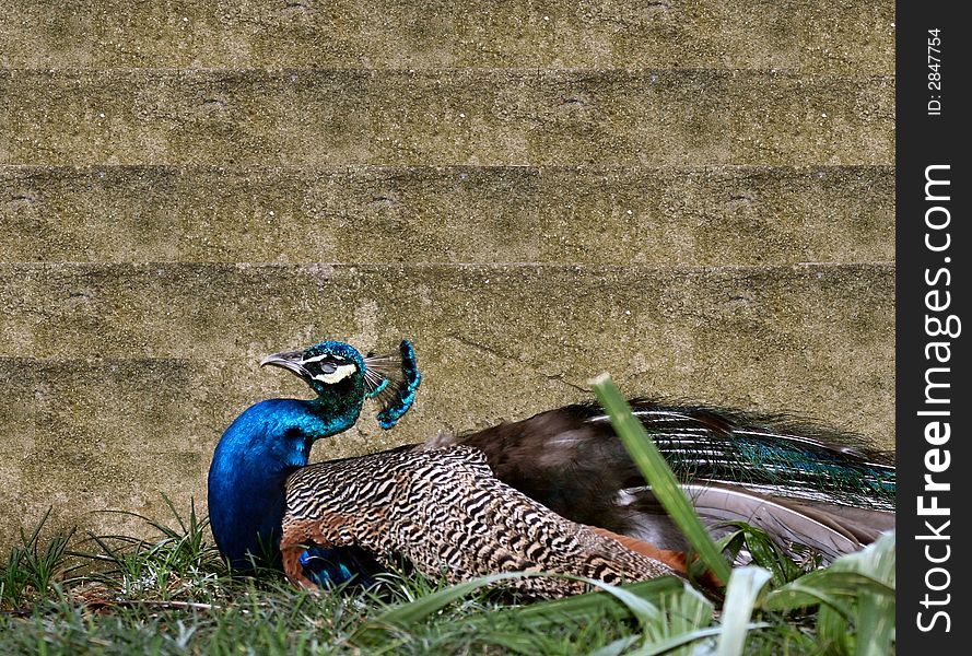 A wild Peacock resting by a brick wall,. A wild Peacock resting by a brick wall,