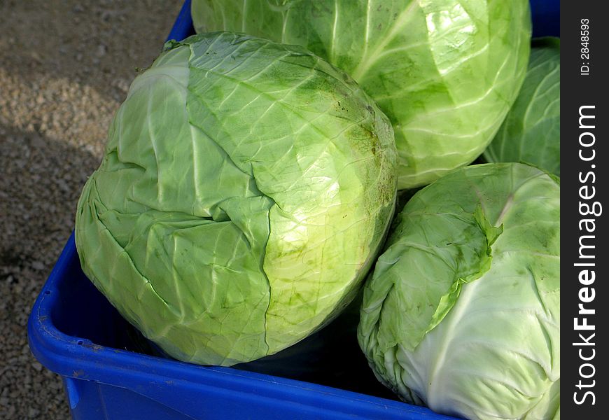 Cabbage in a bin after a harvest. Cabbage in a bin after a harvest