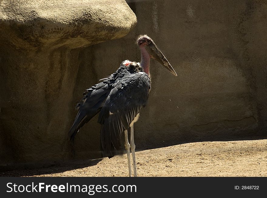 Bird, Vulture