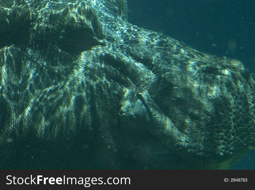 Close-up of a huge hippopotamus under the water. Close-up of a huge hippopotamus under the water