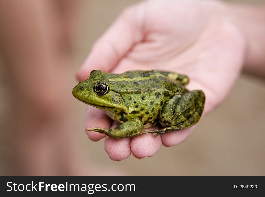 Fairy tale of frog princess. Frog in hands. Fairy tale of frog princess. Frog in hands.