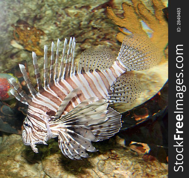 The highly poisonous spiny lionfish. The highly poisonous spiny lionfish