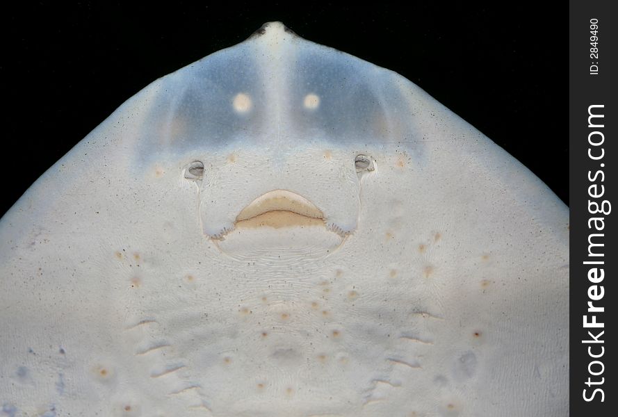 Clear and detailed closeup of the underside of a stingray, showing mouth, gills and electroreceptors. Also a great alien-looking image. Clear and detailed closeup of the underside of a stingray, showing mouth, gills and electroreceptors. Also a great alien-looking image