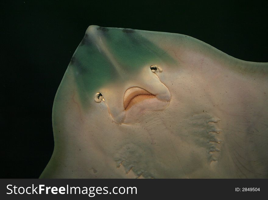 Clear and detailed closeup of the underside of a stingray, showing mouth, gills and electroreceptors. Also a great alien-looking image. Clear and detailed closeup of the underside of a stingray, showing mouth, gills and electroreceptors. Also a great alien-looking image