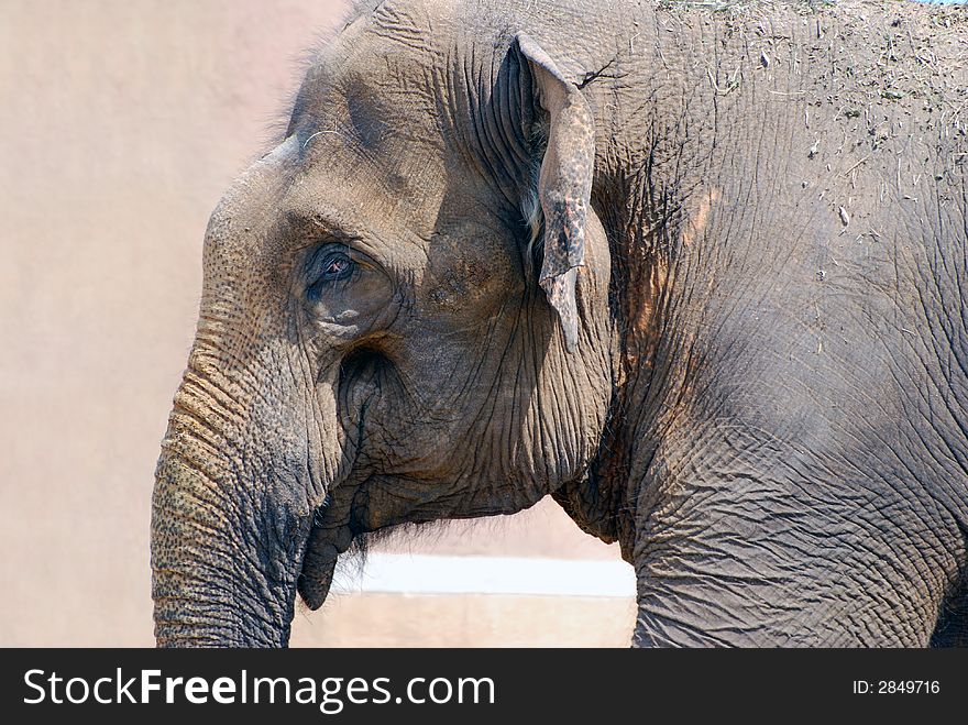 The muzzle of asian elephant close-up