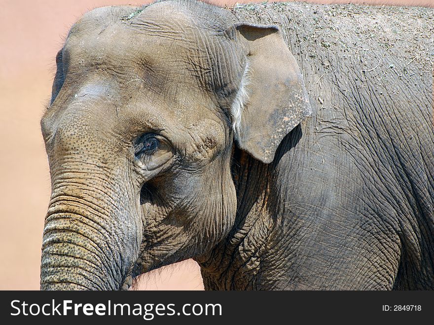 Adult indian elephant close up. Adult indian elephant close up