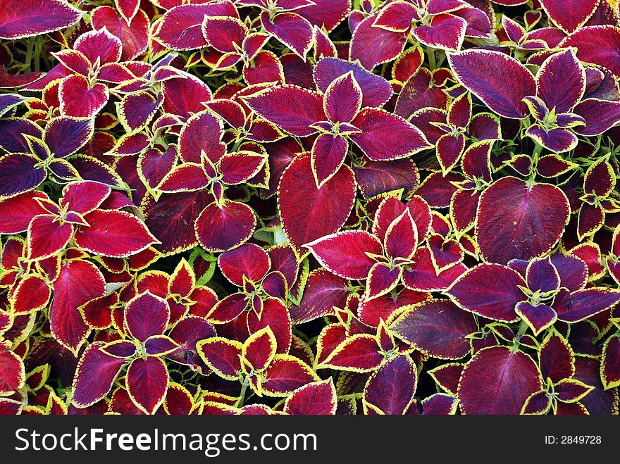 Purple and red leaves background