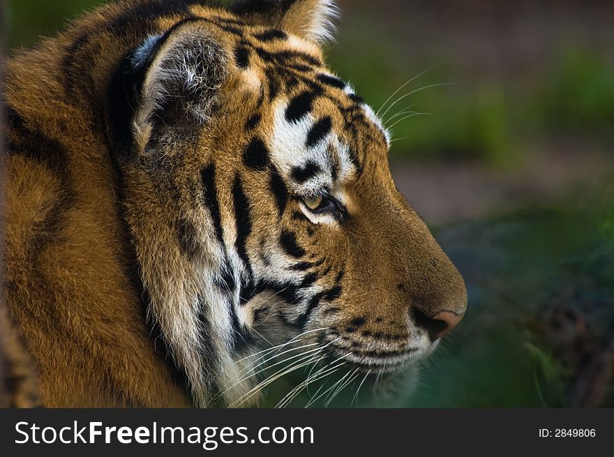 Close-up of a beautiful tiger