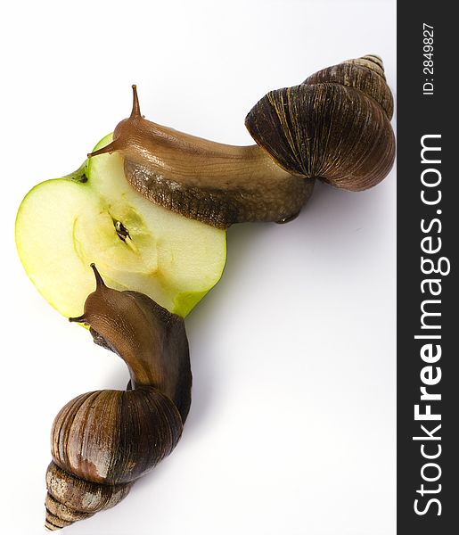 Two big achatina snails eats a big green apple in front of a white background. Two big achatina snails eats a big green apple in front of a white background.