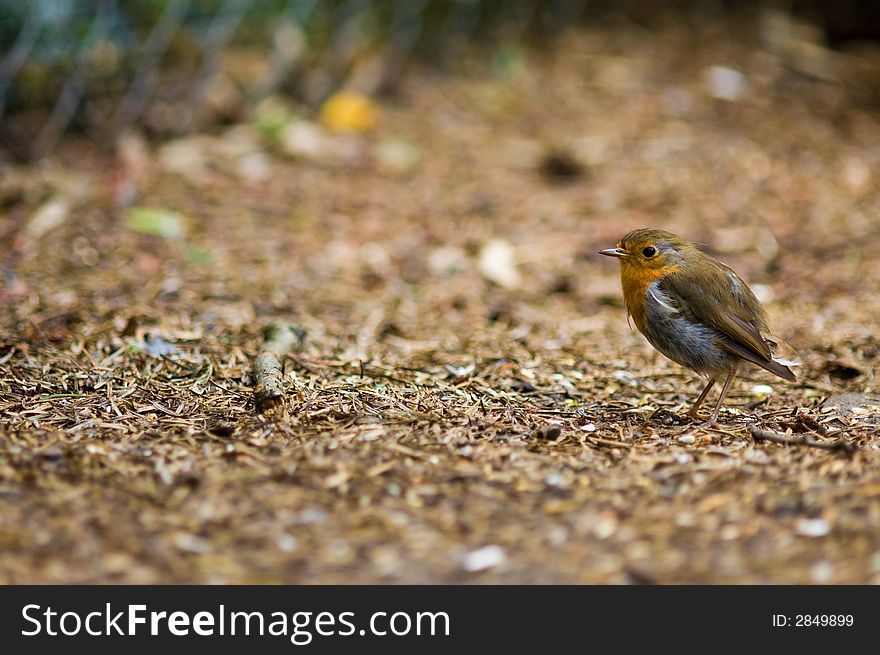 A cute robin redbreast on the forest floor. A cute robin redbreast on the forest floor