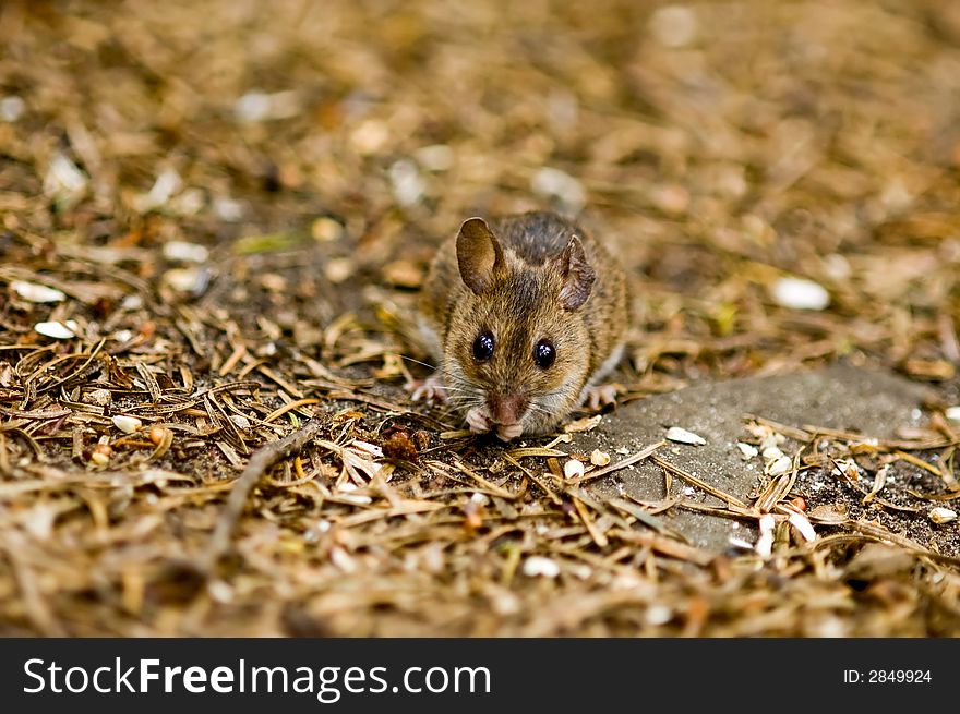 A cute  mouse on the forest floor. A cute  mouse on the forest floor